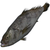 Small Trout